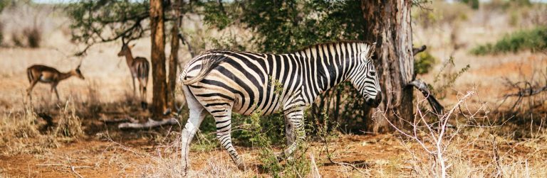 2 days Tsavo East and Taita Hills Santuary