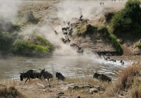 4 Days-Masai-Mara National Reserve