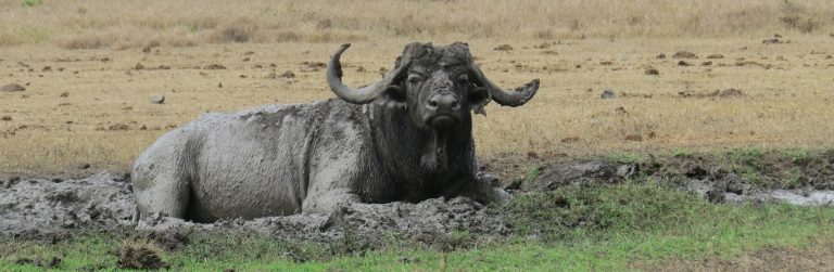 Ol Pejeta Conservancy